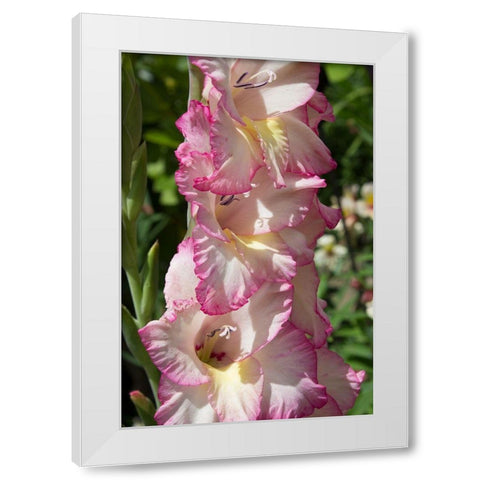 Pink Blooms White Modern Wood Framed Art Print by Coppel, Anna