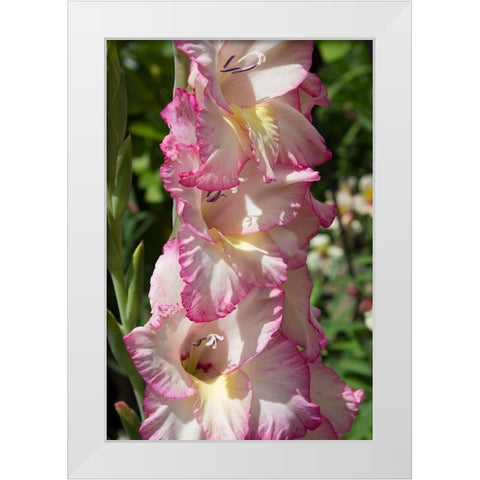 Pink Blooms White Modern Wood Framed Art Print by Coppel, Anna