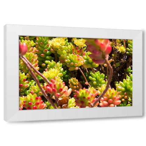 Down Under Flowers White Modern Wood Framed Art Print by Coppel, Anna