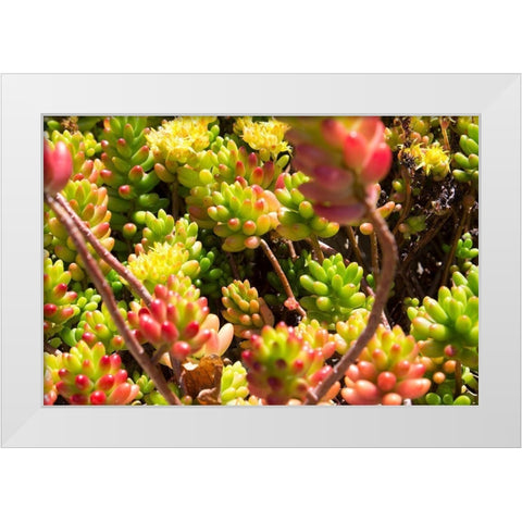 Down Under Flowers White Modern Wood Framed Art Print by Coppel, Anna