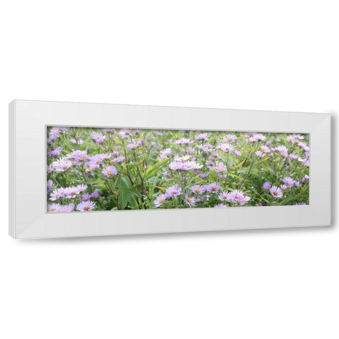 Daisy Field White Modern Wood Framed Art Print by Coppel, Anna