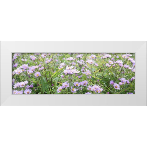 Daisy Field White Modern Wood Framed Art Print by Coppel, Anna