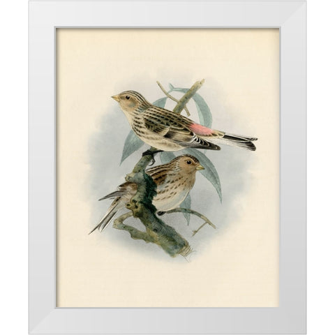 Bird Study II White Modern Wood Framed Art Print by Piddix