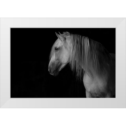 White Stallion in the Dark White Modern Wood Framed Art Print by Walker, Carol