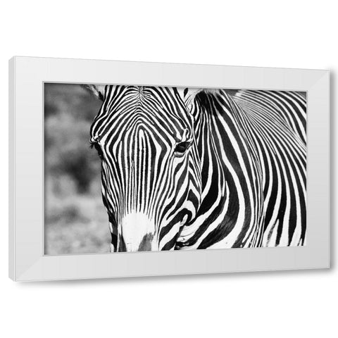 Zebra Stare White Modern Wood Framed Art Print by Walker, Carol