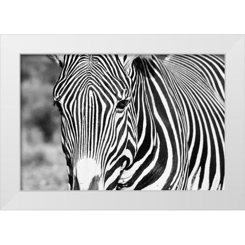 Zebra Stare White Modern Wood Framed Art Print by Walker, Carol