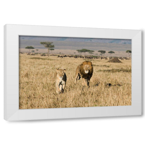 The Lion Chase White Modern Wood Framed Art Print by Walker, Carol