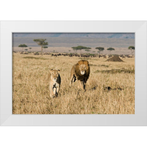 The Lion Chase White Modern Wood Framed Art Print by Walker, Carol