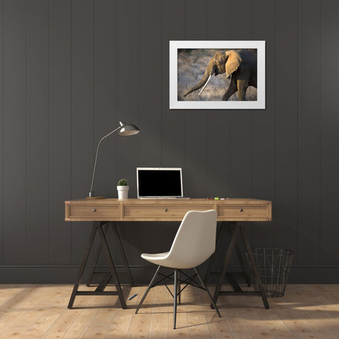 Gazing Elephant White Modern Wood Framed Art Print by Walker, Carol