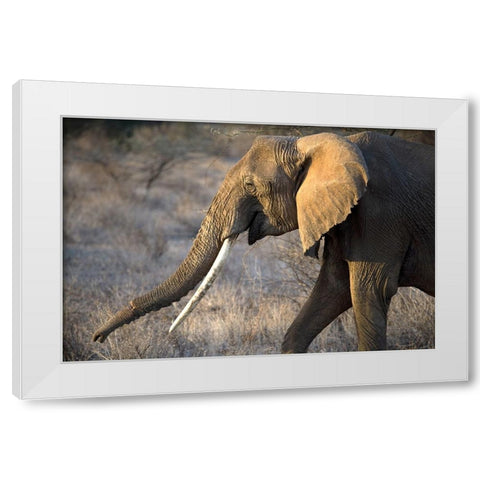 Gazing Elephant White Modern Wood Framed Art Print by Walker, Carol