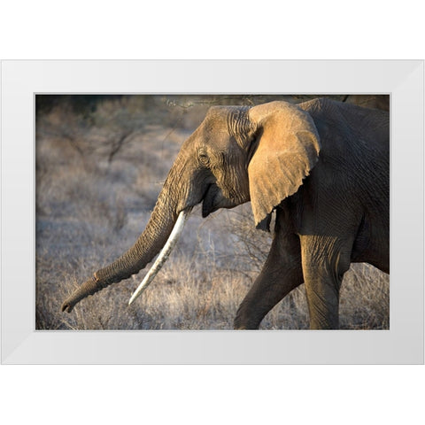 Gazing Elephant White Modern Wood Framed Art Print by Walker, Carol