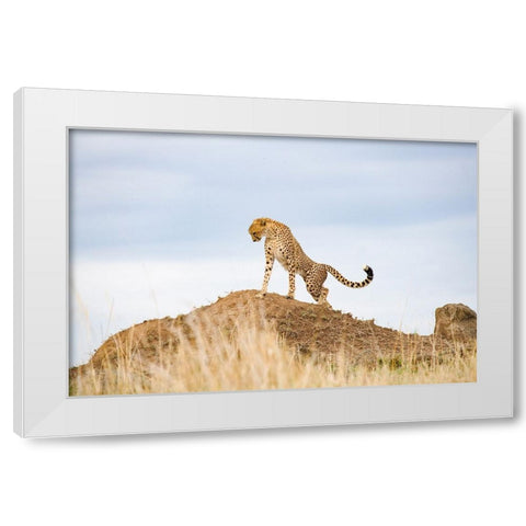 Prideful Cheetah White Modern Wood Framed Art Print by Walker, Carol