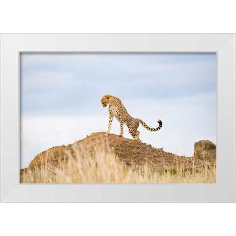 Prideful Cheetah White Modern Wood Framed Art Print by Walker, Carol