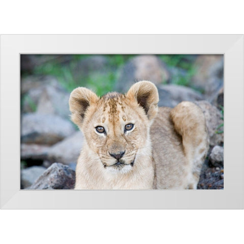 Up Close With Nature White Modern Wood Framed Art Print by Walker, Carol