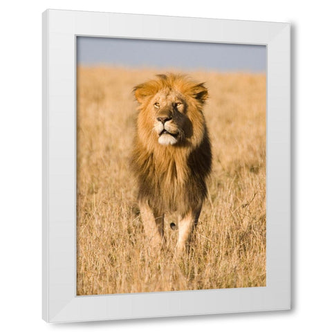 King of The Pride White Modern Wood Framed Art Print by Walker, Carol