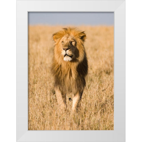 King of The Pride White Modern Wood Framed Art Print by Walker, Carol