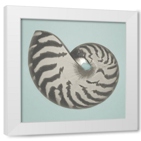 Noir Shell on Teal I White Modern Wood Framed Art Print by Rodriguez, Jairo