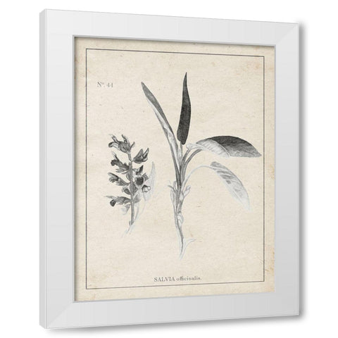 Latin Botanicals II White Modern Wood Framed Art Print by Gaynor, Janice