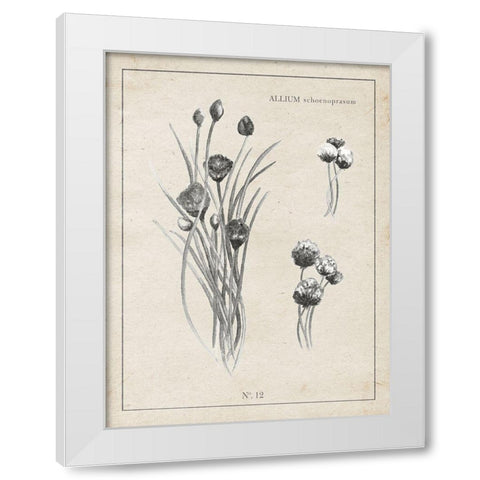 Latin Botanicals III White Modern Wood Framed Art Print by Gaynor, Janice