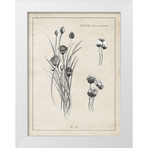 Latin Botanicals III White Modern Wood Framed Art Print by Gaynor, Janice