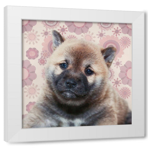 Shiba Inu Portrait White Modern Wood Framed Art Print by Metz, Andi