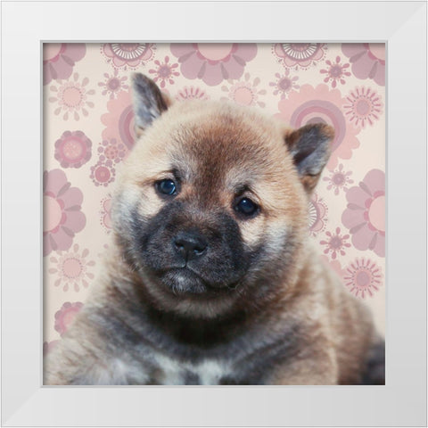 Shiba Inu Portrait White Modern Wood Framed Art Print by Metz, Andi