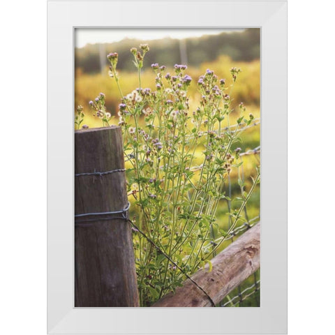 Flowers On The Fence I White Modern Wood Framed Art Print by Peck, Gail