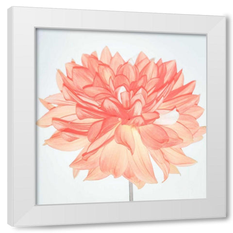 Pink Blooms White Modern Wood Framed Art Print by Peck, Gail