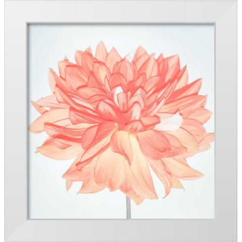 Pink Blooms White Modern Wood Framed Art Print by Peck, Gail