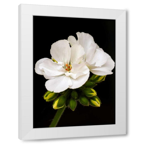 White Blooms White Modern Wood Framed Art Print by Peck, Gail