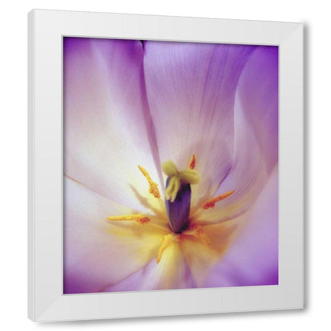 Radiant White Modern Wood Framed Art Print by Peck, Gail