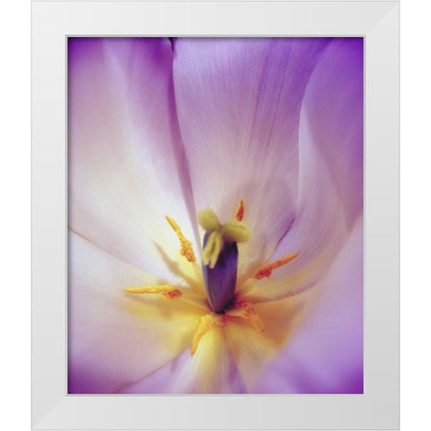 Radiant White Modern Wood Framed Art Print by Peck, Gail
