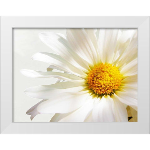 White Floating Daisy White Modern Wood Framed Art Print by Peck, Gail