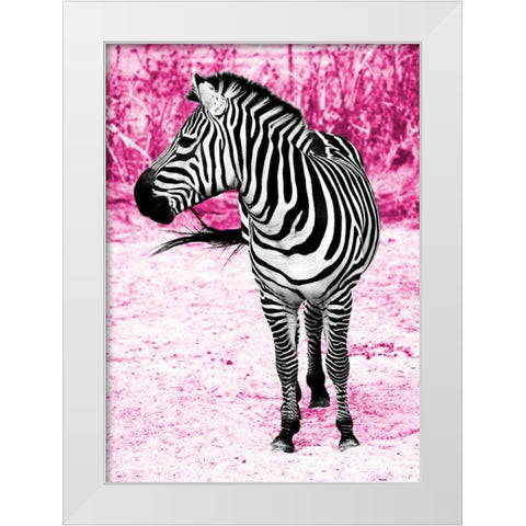 Zebra Set Free White Modern Wood Framed Art Print by Peck, Gail