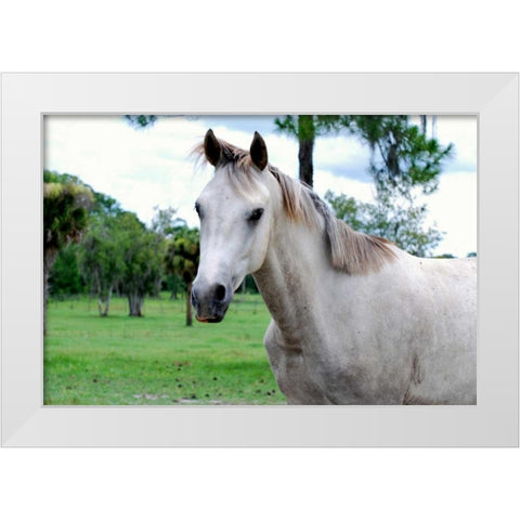 Dockside White Modern Wood Framed Art Print by Peck, Gail
