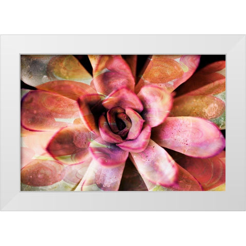Painted Succulent White Modern Wood Framed Art Print by James, Nola