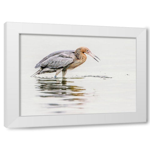 Reddish Egret White Modern Wood Framed Art Print by Lake, Shelley