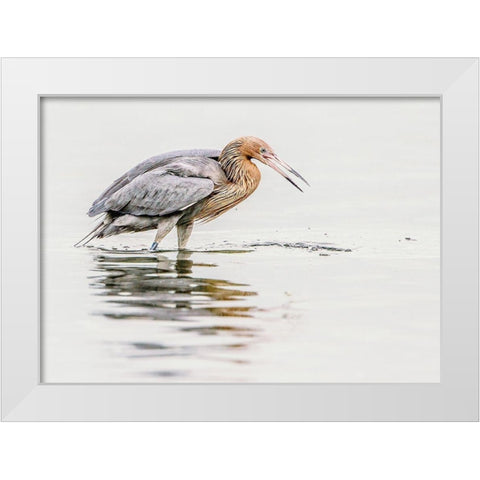Reddish Egret White Modern Wood Framed Art Print by Lake, Shelley