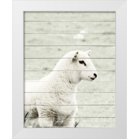 A White Sheep White Modern Wood Framed Art Print by Hyler, JB