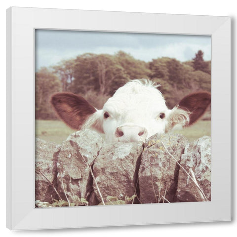 Peek-a-Boo Cow White Modern Wood Framed Art Print by Hyler, JB