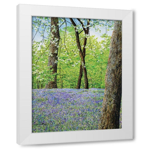 Blue Bells White Modern Wood Framed Art Print by Redding, James