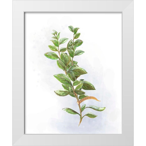Fresh Herbs V White Modern Wood Framed Art Print by Diannart