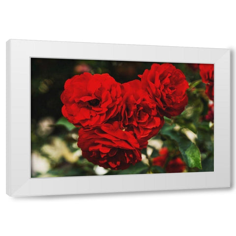 Rose Bunches White Modern Wood Framed Art Print by Stewart, Wil