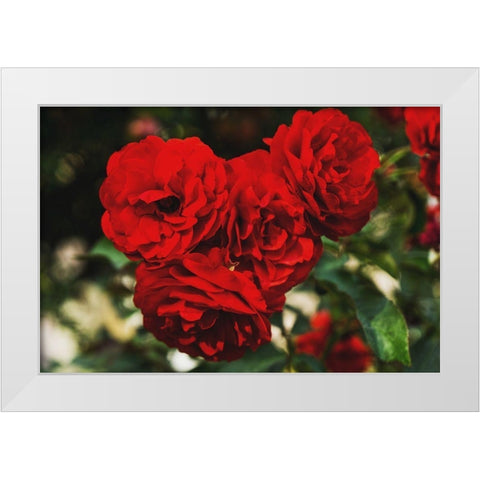 Rose Bunches White Modern Wood Framed Art Print by Stewart, Wil