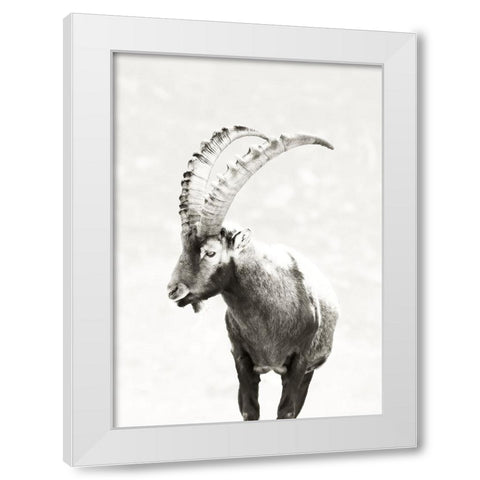 Mountain Goat White Modern Wood Framed Art Print by SD Graphics Studio