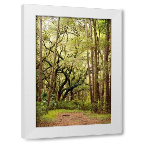 Grand Forest I White Modern Wood Framed Art Print by Mansfield, Kathy