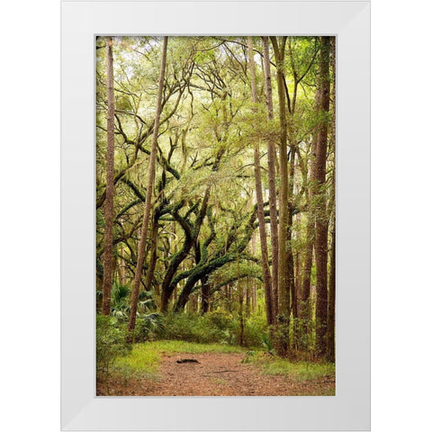 Grand Forest I White Modern Wood Framed Art Print by Mansfield, Kathy