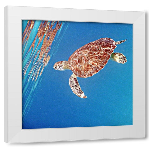 Underwater Depths II White Modern Wood Framed Art Print by Mansfield, Kathy