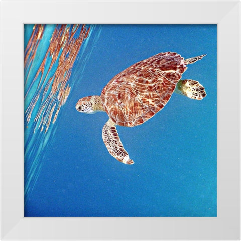 Underwater Depths II White Modern Wood Framed Art Print by Mansfield, Kathy