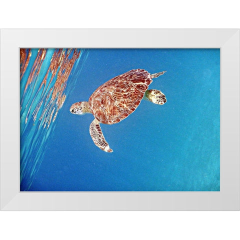 Underwater Depths II White Modern Wood Framed Art Print by Mansfield, Kathy